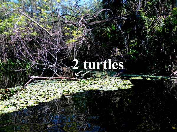 two turtles on a log