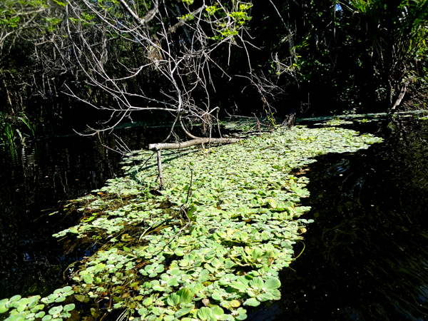 two turtles on a log