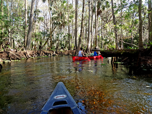 canoeing aroound the logs and corners