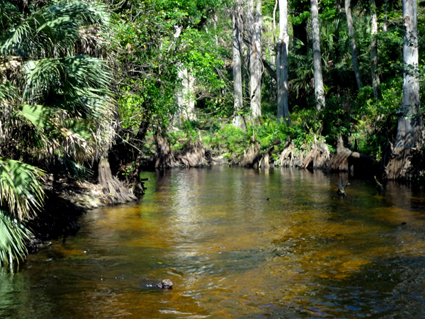 beautiful scenery at Riverbend Park in Jupiter Florida