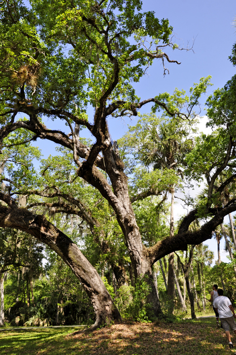 a tree in Riverbend Park in Jupiter, FL