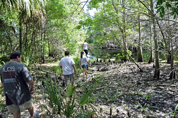 Cypress Knees 