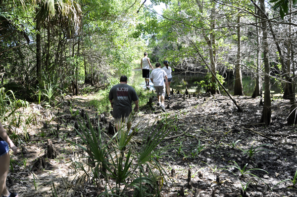 walking through the Cypress Knees