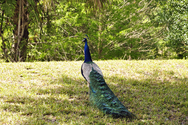 Wildlife at Riverbend Park in Jupiter, Florida