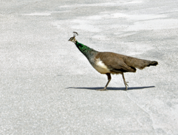 Wildlife at Riverbend Park in Jupiter, Florida