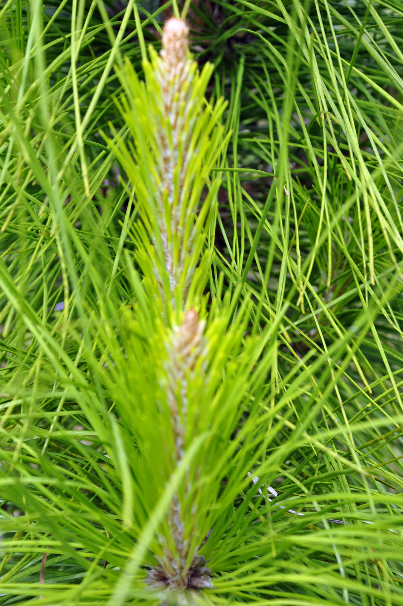 close up of the tree's flowers