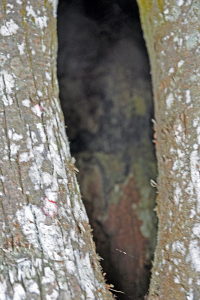 opening in the tree trunk