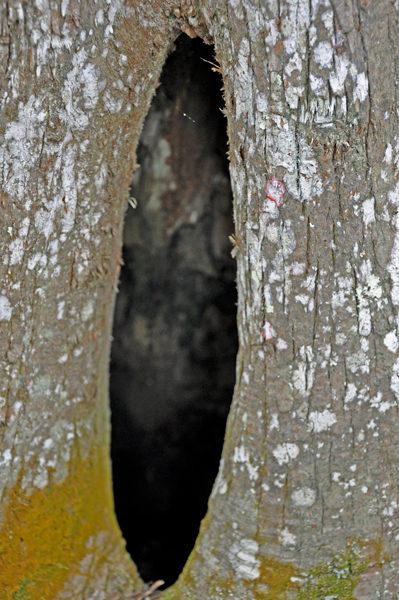 opening in the tree trunk