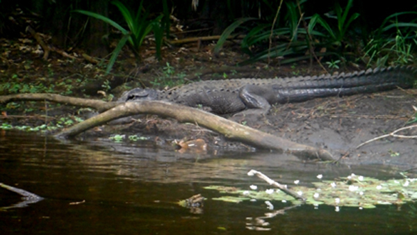 Alligator #4 at Riverbend State Park 
