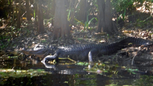 Alligator #5 at Riverbend State Park 