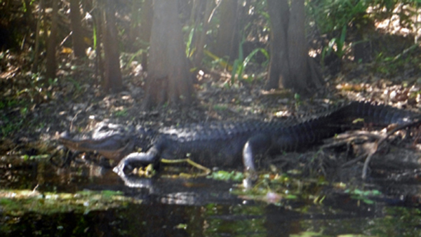 Alligator #5 at Riverbend State Park 