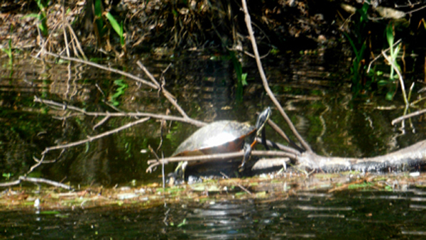 A turtle on a branch at Riverbend State Park