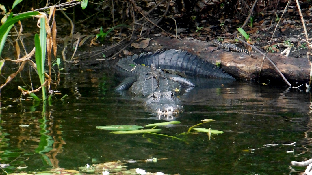 Momma Alligator and two baby alligators