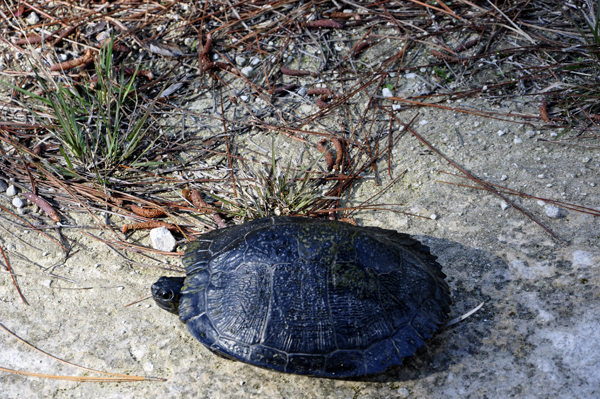 turtle at Lower Suwannee National Wildlife Refuge