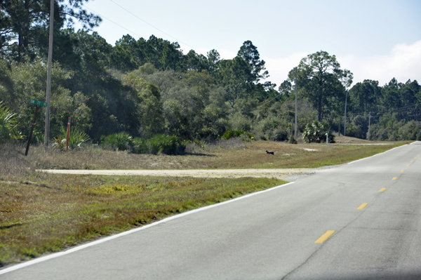 wildlife crossing the road at Lower Suwannee National Wildlife Refuge