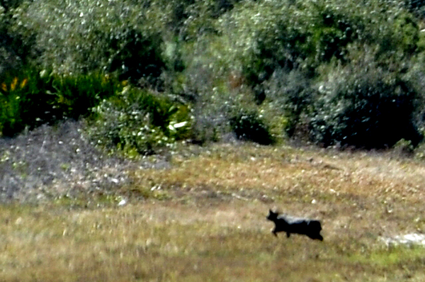 wildlife crossing the road at Lower Suwannee National Wildlife Refuge