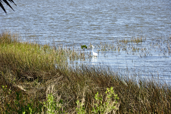a white egret as seen from the boardwalk