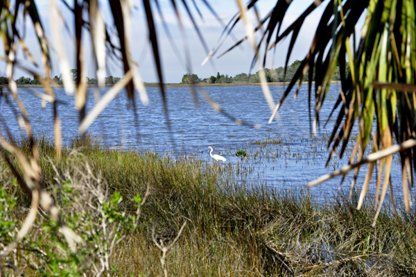 a white egret as seen from the boardwalk