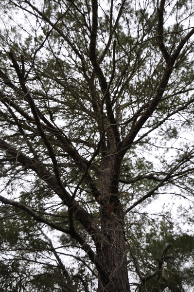 Sand Pine tree