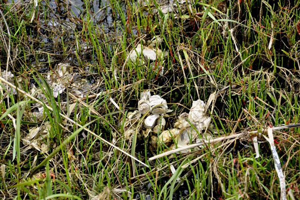 Oyster shells are in abundance in this salt marsh area.