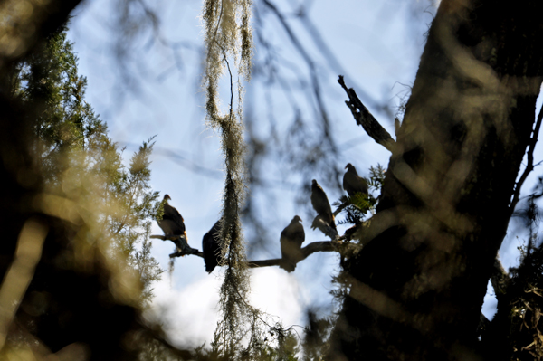 five turkey vultures high in the treetops