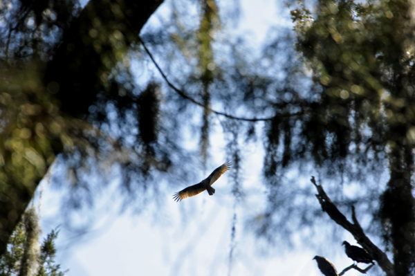 a turkey vulture