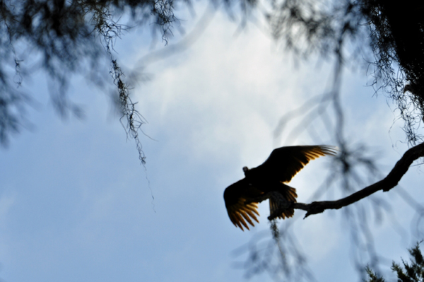 a turkey vulture