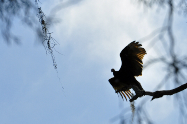a turkey vulture