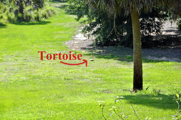 gopher tortoise at Bok Tower Gardens
