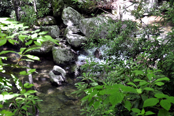 View of Shinny Creek from along the High Shoals Falls Trail