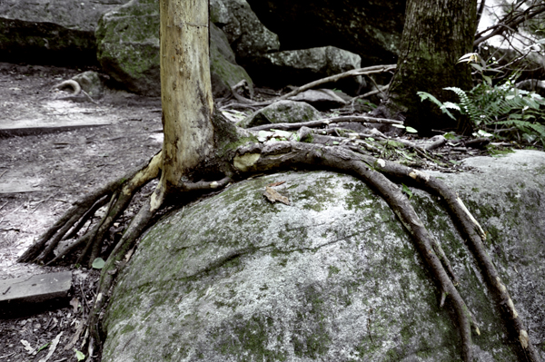 The roots of a tree grow right over a big rock