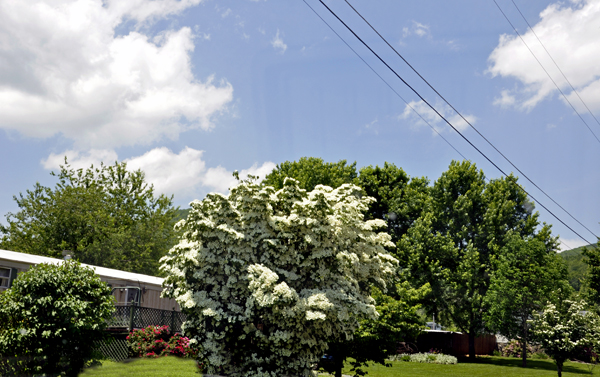 a beautifully shaped flowering tree