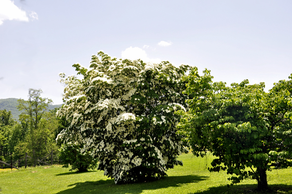 a beautifully shaped flowering tree