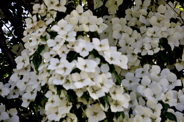 a beautifully shaped flowering tree