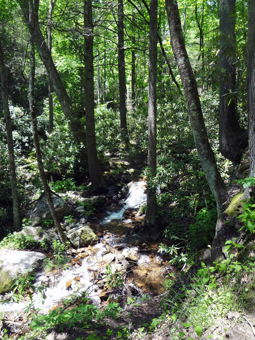 trail to Blue Hole Falls