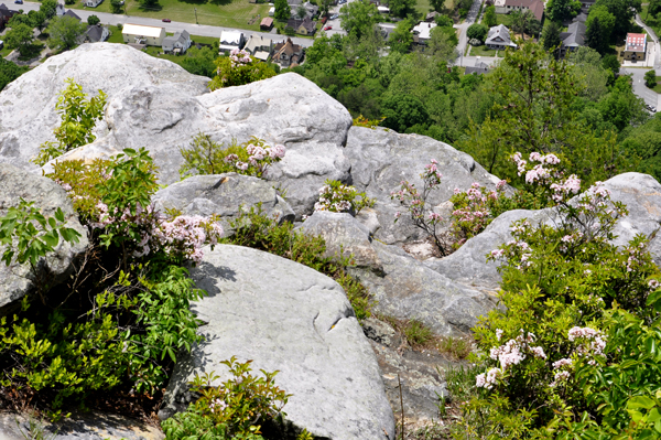 flowers growing out of the boulder