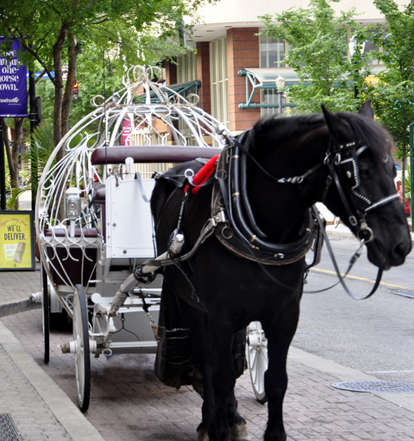 a horse and carriage - Cinderella style