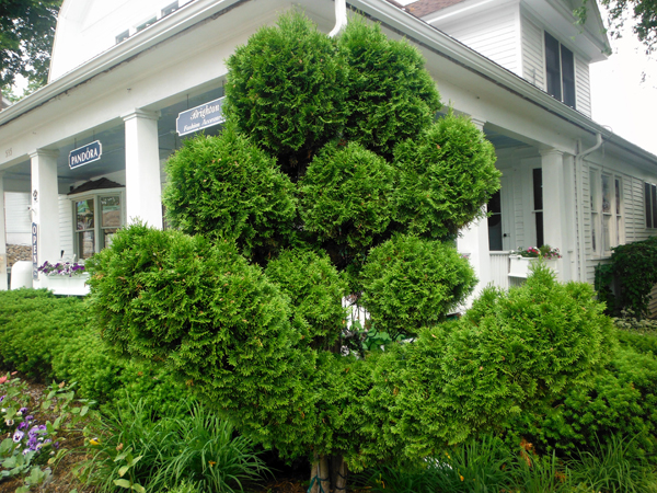 a neatly shaped tree in Frankenmuth