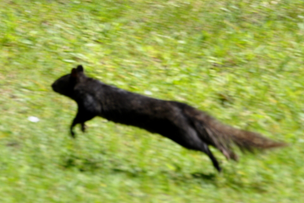 Black Squirrels