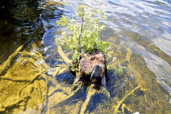 The water beside the Wanigan is pretty clear.