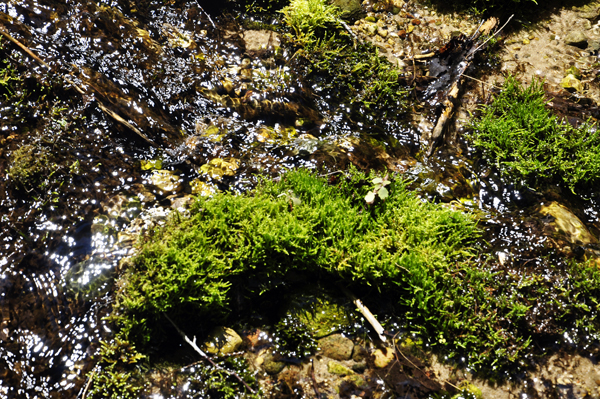 The water is amazingly crystal clear