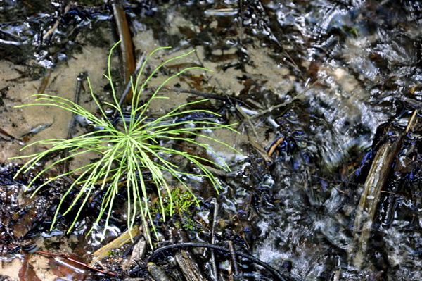 water flowing around a sprig of green