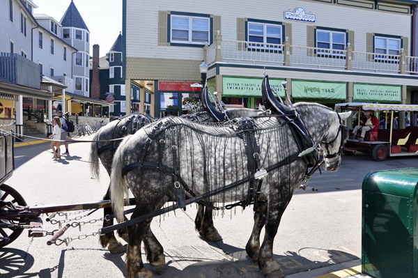 Two horses that pull the Grand Hotel coach