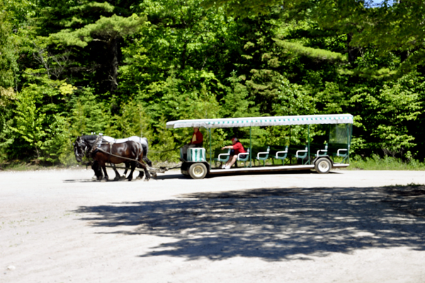 horse-drawn carriage