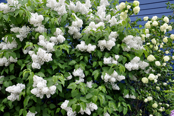 A white lilac tree