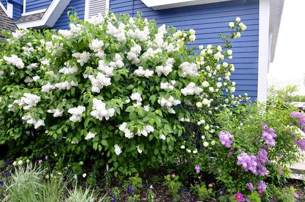 A white lilac tree