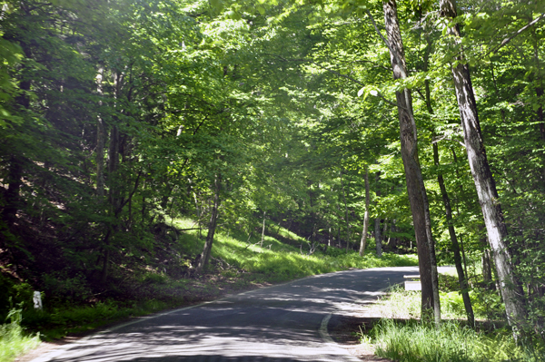 the road and trees on The Tunnel of Trees