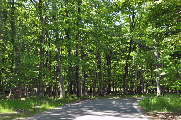 the road and trees on The Tunnel of Trees