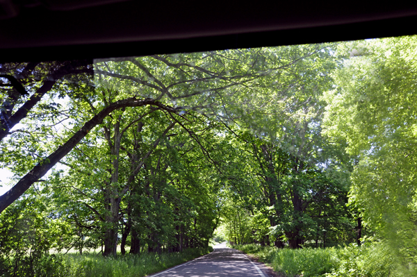 the road and trees on The Tunnel of Trees