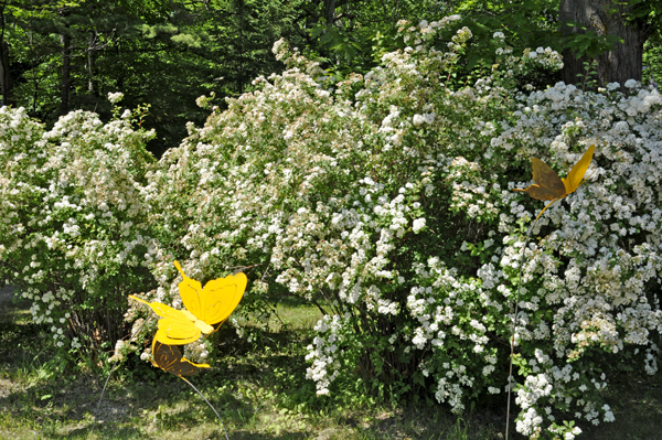 lilac trees and large artistic butterflies